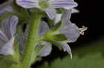 Common gypsyweed